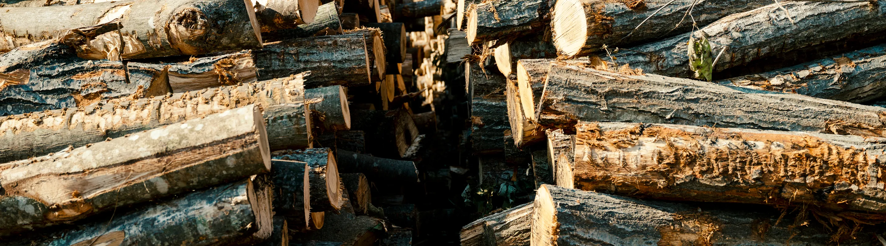 木が積み上げれれている写真